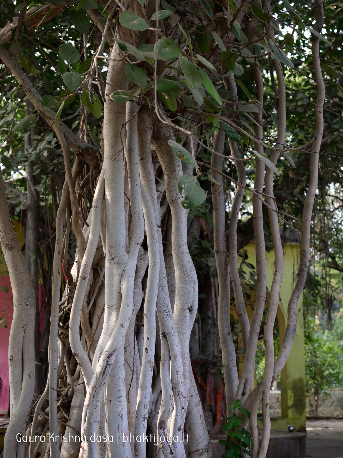 11 radhas garden varshana 2019 12 10